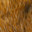 Beaver Brown