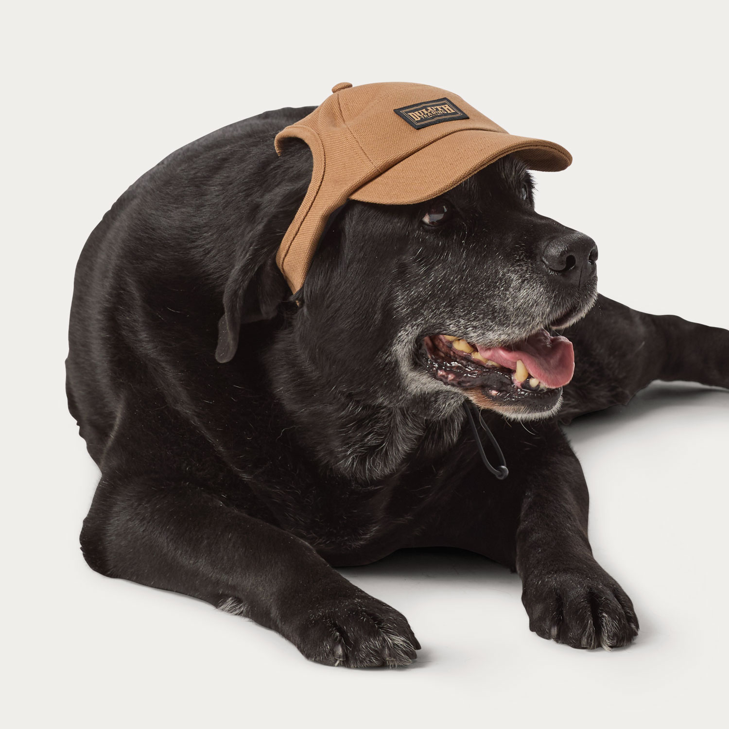 Dog Fire Hose High Crown Hat