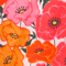 Candy Apple Red Poppies